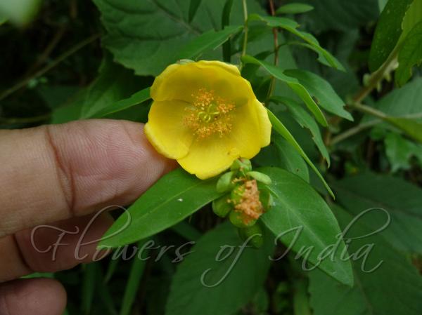 Nepal Hypericum